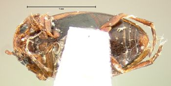 Media type: image;   Entomology 8227 Aspect: habitus ventral view
